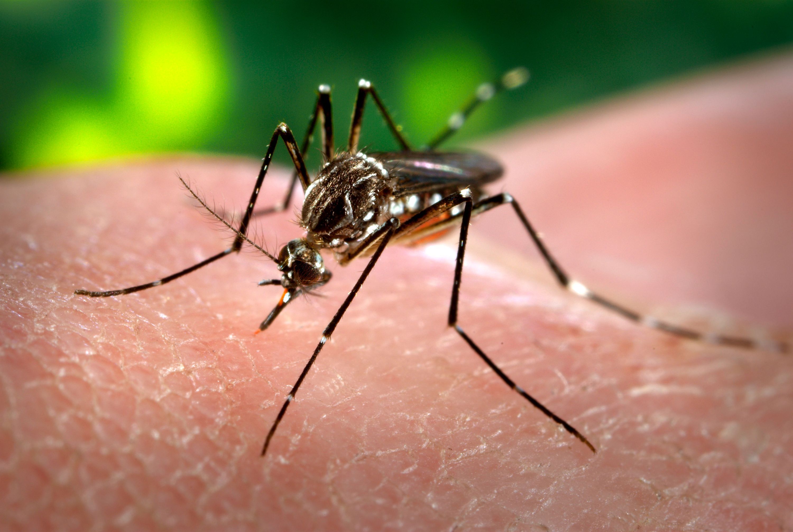 Dengue - Formula Medica Dengue - Formula Medica