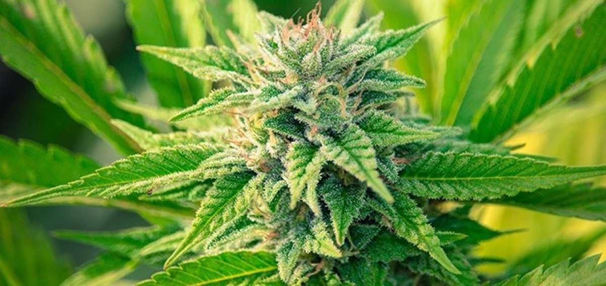 Cannabis medicinal - Formula Medica