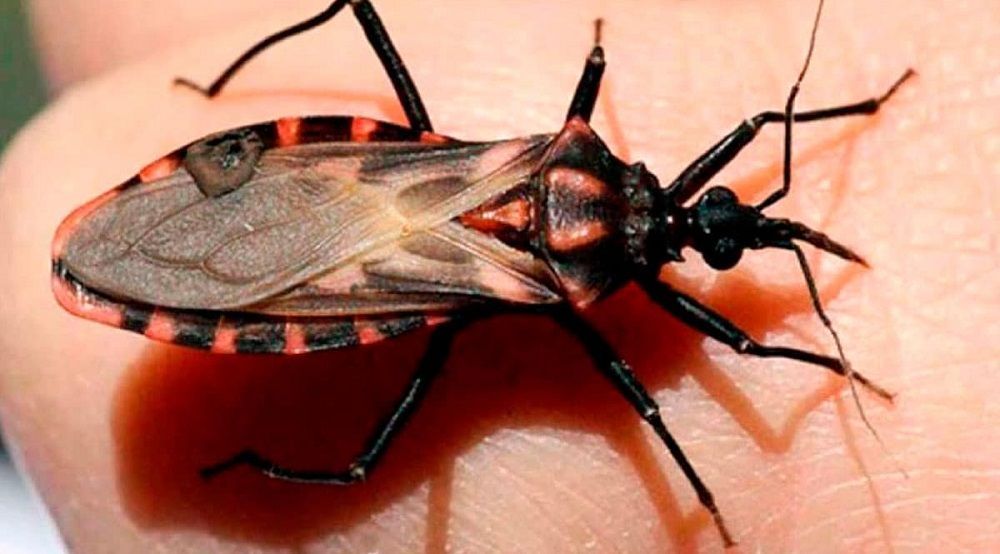 Enfermedad de Chagas - Formula Medica
