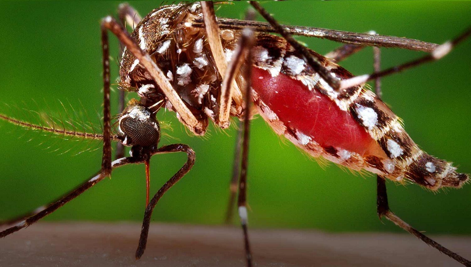 Final del año epidémico para Dengue - Fórmula Médica