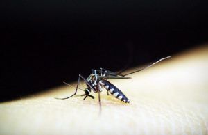 Cómo prevenir el dengue en tiempos de pandemia Prevenir el dengue en tiempos de pandemia - Fórmula Médica