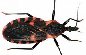 Día mundial de la enfermedad de chagas