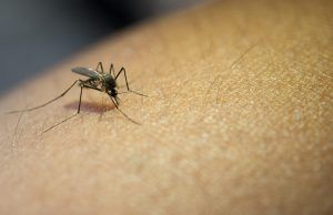 Casos de dengue superan los 1,6 millones en América Dengue - Fórmula Médica