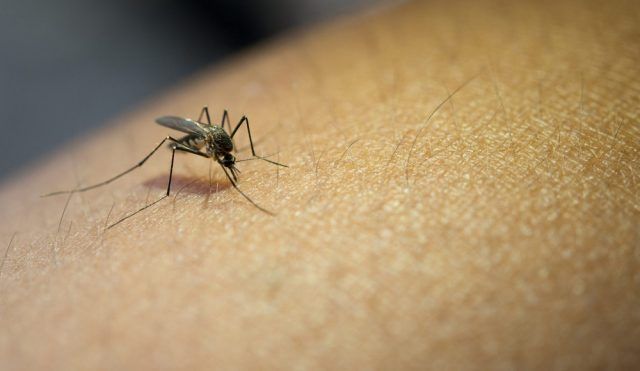 Dengue - Fórmula Médica Dengue - Fórmula Médica