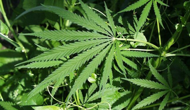 Cannabis medicinal - Fórmula Médica Cannabis medicinal - Fórmula Médica