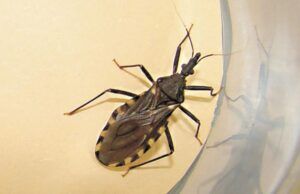 Colombia reduce enfermedad de Chagas por transmisión oral Enfermada de Chagas - Fórmula Médica