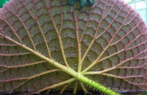 Floreció Victoria amazónica en los invernaderos del Jardín Botánico de Bogotá Flor de un día - Fórmula Médica