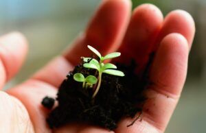En el 2022 el Jardín Botánico continúa reverdeciendo Bogotá Sembrando arboles - Fórmula Médica