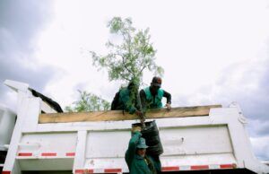Bogotá contará con nuevos bosques para prevenir derrumbes, inundaciones y temperaturas extremas Nuevos bosques para Bogotá - Fórmula Médica