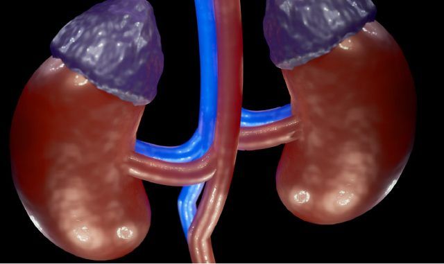 Riñones - Fórmula Médica Riñones - Fórmula Médica