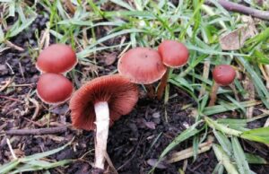 Jardín Botánico lanza manual sobre el silencioso reino de los hongos El silencioso reino de los hongos - Fórmula Médica