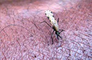 Esfuerzos conjuntos para eliminar la malaria en Colombia Malaria - Fórmula Médica
