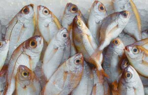 Evite una intoxicación por consumo de pescado durante Semana Santa Pescado - Fórmula Médica