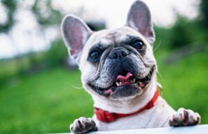 La Cruz Roja Colombiana brinda recomendaciones para prevenir golpes de calor en las mascotas Golpe de calor en mascotas - Fórmula Médica