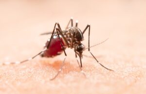 El Ministerio de Salud llama a intensificar las medidas de prevención y control del dengue Dengue - Fórmula Médica