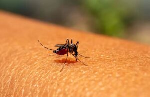 INS: “Estamos en año epidémico para Dengue” Dengue - Fórmula Médica