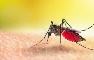 A intensificar medidas de control del dengue en la semana de receso escolar Dengue - Fórmula Médica