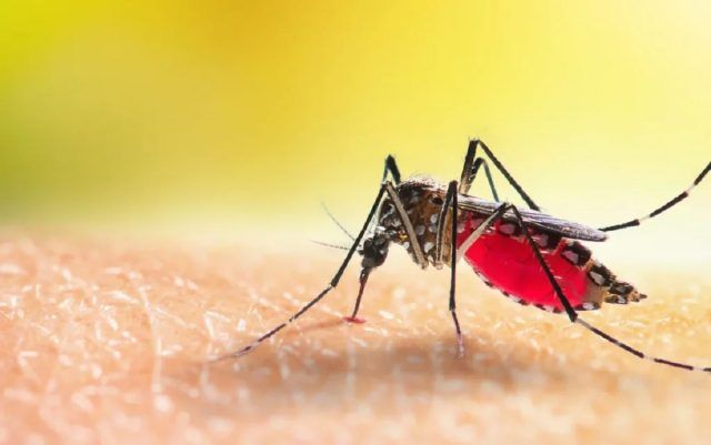 Dengue - Fórmula Médica Dengue - Fórmula Médica