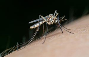Dengue: cómo protegerse y prevenir una segunda infección Dengue - Fórmula Médica