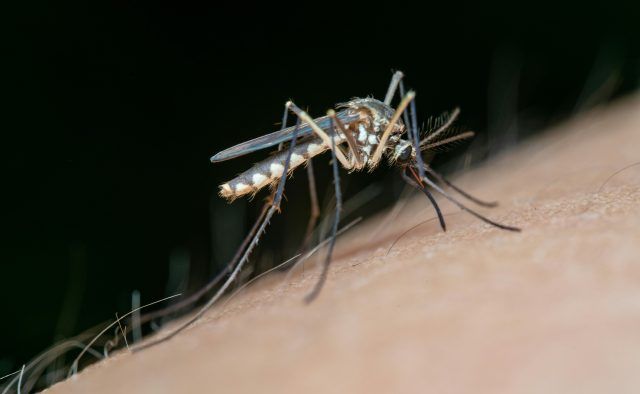 Dengue - Fórmula Médica Dengue - Fórmula Médica