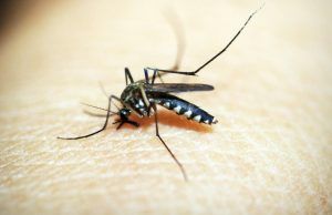 Todo lo que debe saber para prevenir el Dengue Dengue - Fórmula Médica