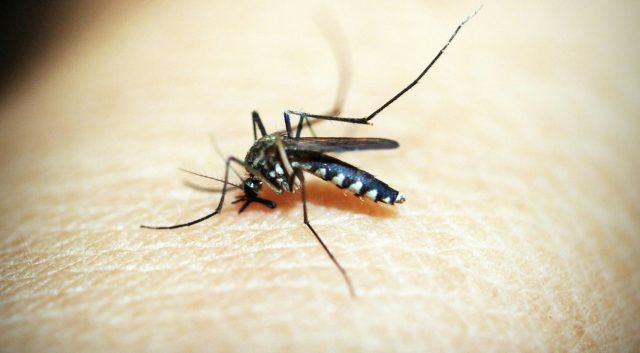 Dengue - Fórmula Médica Dengue - Fórmula Médica