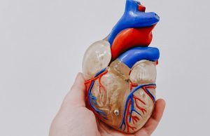 Cuide su salud vascular mientras descansa Salud vascular - Fórmula Médica