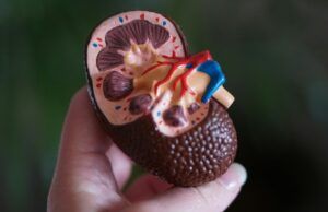 ¿Cómo prevenir la enfermedad renal antes de que sea demasiado tarde? Enfermedad renal - Fórmula Médica
