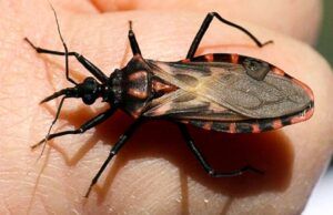 12 millones de colombianos corren el riesgo de contraer la “Enfermedad de Chagas” Enfermedad de Chagas - Fórmula Médica