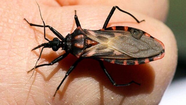 Enfermedad de Chagas - Fórmula Médica Enfermedad de Chagas - Fórmula Médica